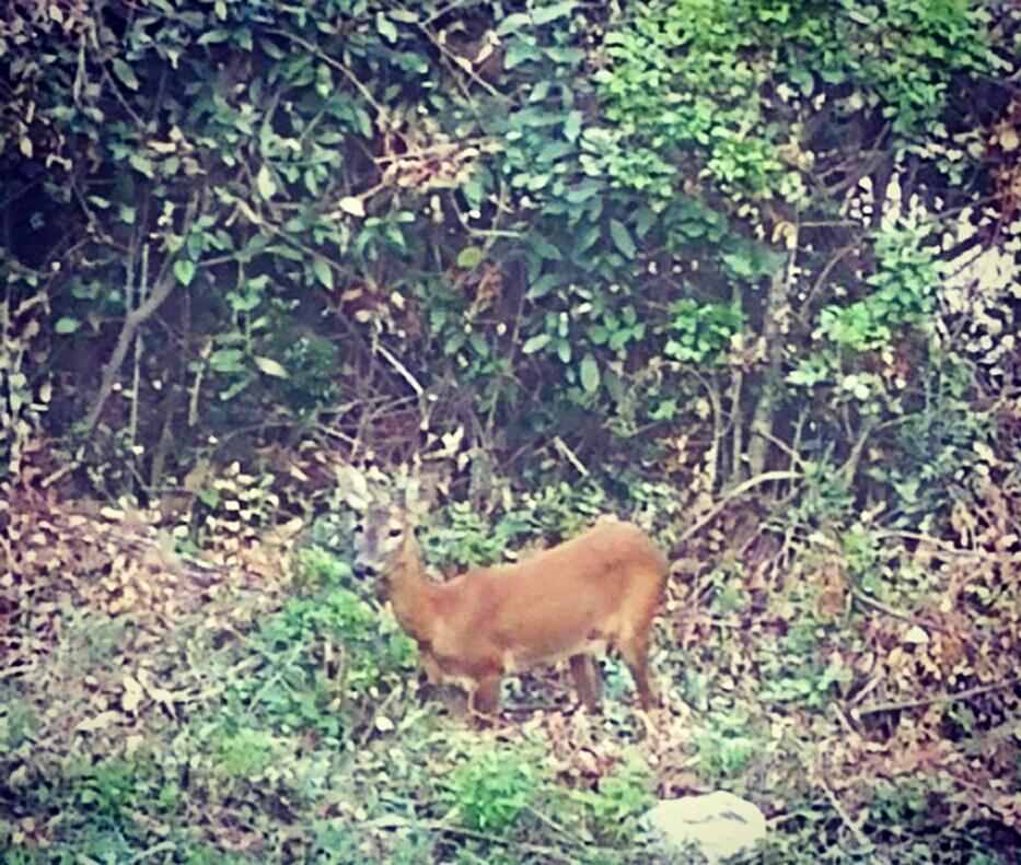 Apartment Bambi أوباتيا المظهر الخارجي الصورة